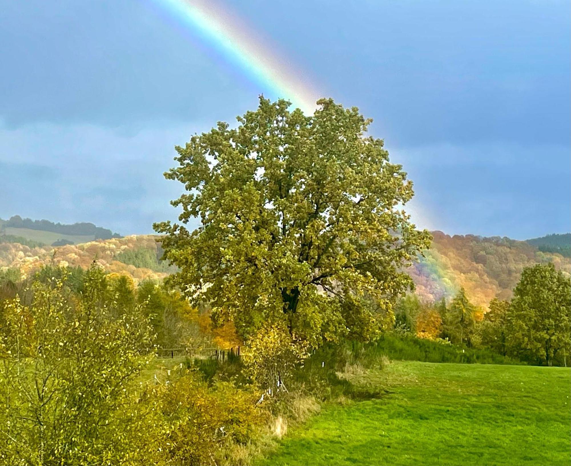 Eifelhaus Ut Mutscheid Villa Bad Muenstereifel Dış mekan fotoğraf